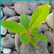 ⎯ ✢ ✪ African Talisay seedling(1 pc.)