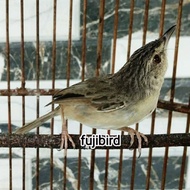 BURUNG CIBLEK GUNUNG CIGUN JANTAN