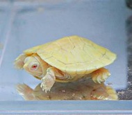 【成崧水族-特價】白子巴西龜 白子巴西烏龜 巴西龜 白子巴西 水龜 澤龜