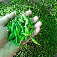 cabe rawit  hijau / rawit ijo / cengek / rawit lalap 1kg