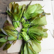 Daun jambu mede(jambu monyet )/3 ikat