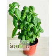 Sweet Basil Herbs Live Plant | Pokok Herba Sweet Basil | 甜罗勒