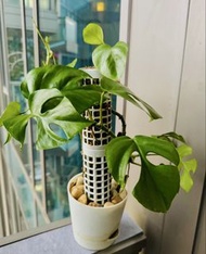姬龜背竹/龜背芋盆栽 Rhaphidophora tetrasperma in pot
