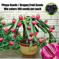 Singapore 100% Original 100 Seeds Fresh Mixed Varieties Pitaya Seeds Dragon Fruit Seeds for Planting