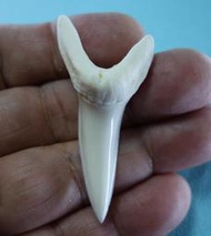 (馬加鯊牙)5.3公分#281.48 馬加鯊魚牙!超(大)長尺寸稀有未缺損.可當標本珍藏! 