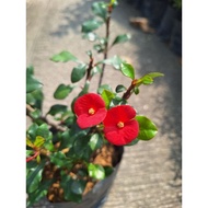 FTH # Euphorbia Geroldii # tahan panas # pokok hidup