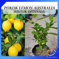Pokok Lemon Australia Untuk Ditanam Pokok Hidup Real Live Plant Hybrid Australia Lemon Plant 澳洲柠檬