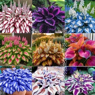 Ready Stock Fast Shipping [Supply] Colorful Leaf Jade Hairpin Flower Seed Jade Flower Seed Potted Fl