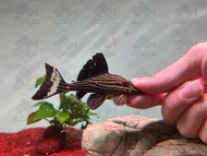 Pleco L27b/Live Fish/Pleco/L27b Xingu Royal Pleco/Freshwater 申古白金皇冠豹异型/异型鱼/活鱼(Sin Quan Aquaculture Enterprise)