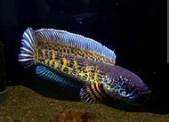 channa cobra snakehead. size 5 inch