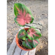 Caladium Red Ruffles/Keladi REAL LIVE PLANT READY STOCK