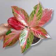 Asli Aglonema Butterfly Mutasi Super / Tanaman Hias Aglaonema