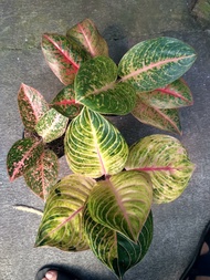 aglaonema