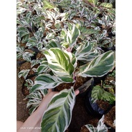 ❏✺Calathea White Fusion