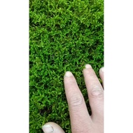 Hynum plumaeforme(BUY 3 FREE 1), terrarium, paludarium, garden moss, isopod, bonsai moss