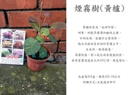 心栽花坊-煙霧樹/黃櫨/實生苗/觀花植物/綠化環境/觀賞價值高/售價560特價500