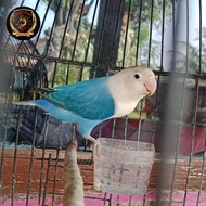 burung love bird biola blue jantan tulen real pick dewasa