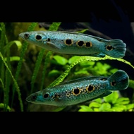Channa Pleuro / (10cm)(4 inch)(20cm) (8 Inch) Ocellated Snakehead pleurophthalma Ornamental fish / I
