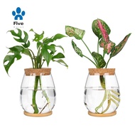 2 Pcs Separated Desktop Plant Terrarium Set Kit with Wooden Tray &amp; Lid for Propagating Hydroponic