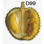 D99 Penggalak Pokok Durian Berbuah