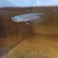 Ikan Arwana Silver Terlaris