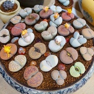 100pcs Lithops Succulent Seeds mix lithops Pseudotruncatella seeds flower Living Stone bonsai