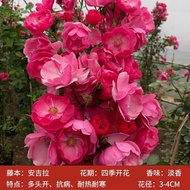 Zhongmeng Rose Seedling Climbing Vine Rose Limbing Rose Extra Large Flower Winter Cold-Resistant Plant Everblooming Arch