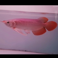 Ikan Arwana Super Red Spesial +-37 up