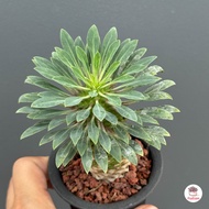 Euphorbia Sotetsu Kirin แคคตัส กระบองเพชร cactus&succulent