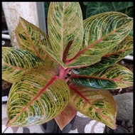 Aglaonema Kresna Terlaris