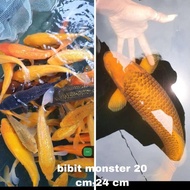 Ikan Koi Blitar / Bibit Monster Non Cod
