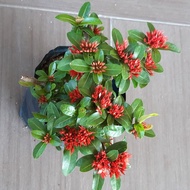 Ixora -ixora orange outdoor plant