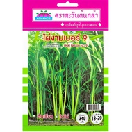 Morning Glory Seeds Beautiful Bamboo Size 9 Tawan Tonkla Brand