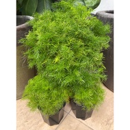 Live Plant Asparagus Densiflorus ‘Sprengeri’ with 10cm black pot