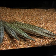 florida gar aligator  / spatula gar / 4 inch ( 12 cm )
