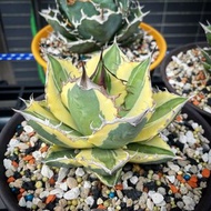 TY Garden - 龍舌蘭，暴牙嚴龍 Agave titanota “snaggle tooth”