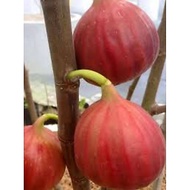 Pokok FiG (Pokok Tin Buah Merah) Berbuah
