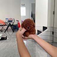 red poodle teacup