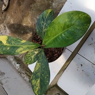 tanaman hias aglonema variegata diven panglima
