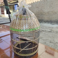 SANGKAR BURUNG TERMURAH MODEL RAJUT KANDANG PERKUTUT BARONG SUPER SINTETIS
