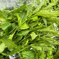 Clinacanthus nutans 盒裝新鮮憂遁草