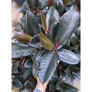 Black Rubber Tree - Ficus Elastica - Beautiful and Exotic Looking House Plant