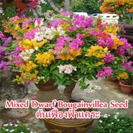 🌺บานเพื่อคุณเท่านั้น🌺เมล็ดพันธุ์ ต้นเฟื่องฟ้าแคระ Mixed Dwarf Bougainvillea Flower Seeds เมล็ดบอนสี พันธุ์ดอกไม้ ต้นไม้ฟอกอากาศ 50 เมล็ด คุณภาพดี ดอกไม้จริง เมล็ดดอกไม้ Climbing