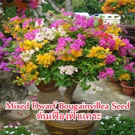 🌺บานเพื่อคุณเท่านั้น🌺เมล็ดพันธุ์ ต้นเฟื่องฟ้าแคระ Mixed Dwarf Bougainvillea Flower Seeds เมล็ดบอนสี พันธุ์ดอกไม้ ต้นไม้ฟอกอากาศ 50 เมล็ด คุณภาพดี ดอกไม้จริง เมล็ดดอกไม้ Climbing