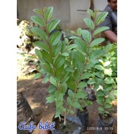 bibit tanaman bidara arab sidr daun bidara pohon bidara asli (COD)