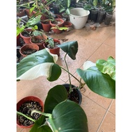 pokok monstera albo japan