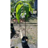 Anak Pokok mangga Erwin manis