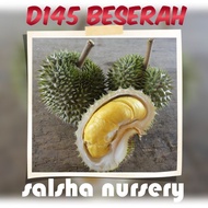 🔥💥 Pokok DURIAN D145 BESERAH | pokok kahwin durian cepat berbuah