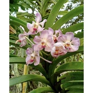 anggrek vanda fietida