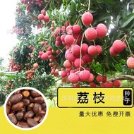 New Fruit Tree Seeds Lychee Seeds Potted Fruit Fruit Tree Fruit Vegetable Seeds Four Seasons Sowing 
